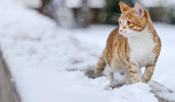 Названы самые необычные клички котов и кошек в Москве