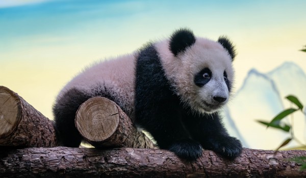 Более 40 тыс человек пришли посмотреть на панду Катюшу в Московском зоопарке в первые дни