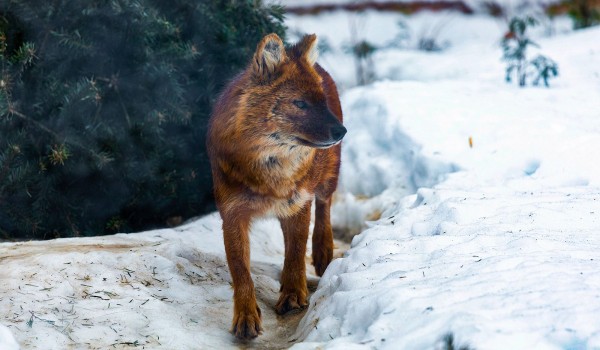 ОЭЗ «Технополис «Москва» взяла опекунство над красным волком из городского зоопарка