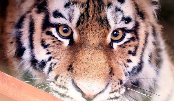 Горожане решили назвать нового тигра из Московского зоопарка Амуром