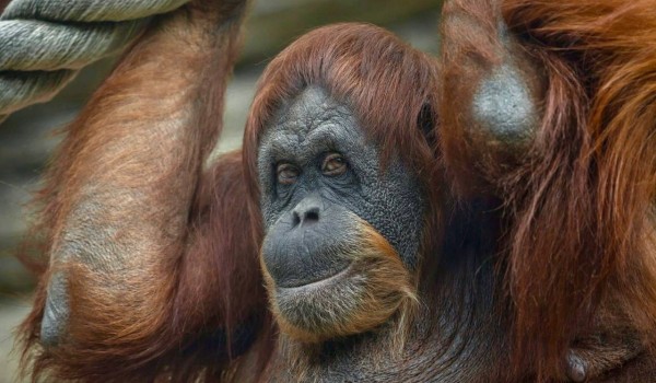 Павильон «Дом приматов» Московского зоопарка закрыли до 25 марта