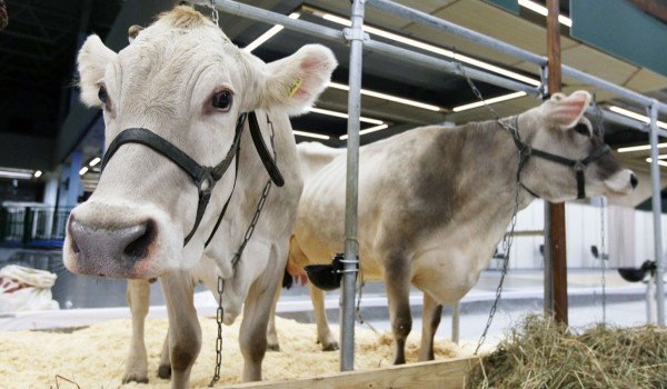 Столичное предприятие испытало систему мониторинга здоровья коров