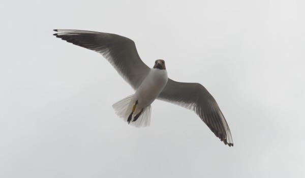 Водоплавающие птицы вернулись на болота «Лосиного острова» после зимовки