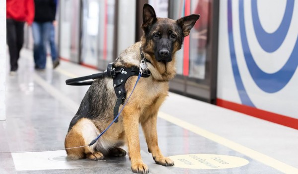 Ликсутов: 50 собак-проводников подготовят в Мосметро в 2024 году