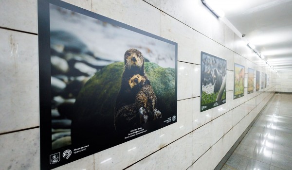 Фотовыставка о животных открылась в столичном метро при содействии РГО