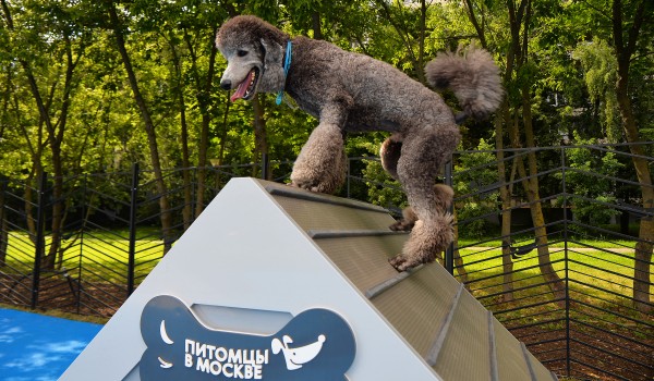 Сергунина: Еще 24 площадки нового типа для прогулок с собаками откроют в Москве