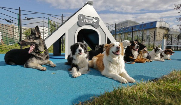 Мэр: В Москве стартует цикл мероприятий для собак и их владельцев «Друг, спасатель, защитник»
