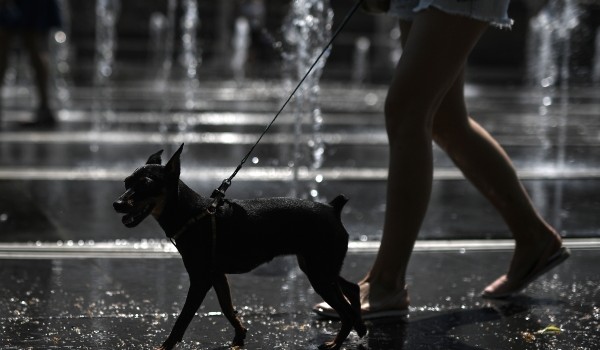 Кинолог: Купание собаки в фонтане может привести к травмам и инфекциям