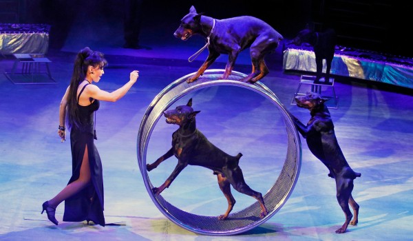 18-21 июля — Всемирный фестиваль циркового искусства «ИДОЛ-2024»