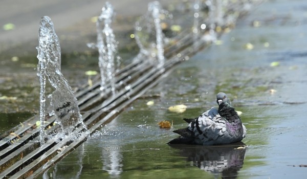 Орнитолог: Популяция голубей восстановилась в Москве