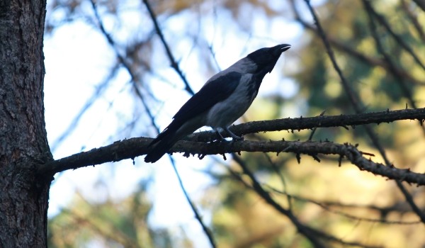 Орнитолог заявил, что вороны в столице агрессивны по отношению к другим птицам