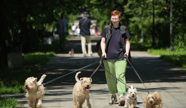 ВЦИОМ: Две трети россиян имеют домашних животных