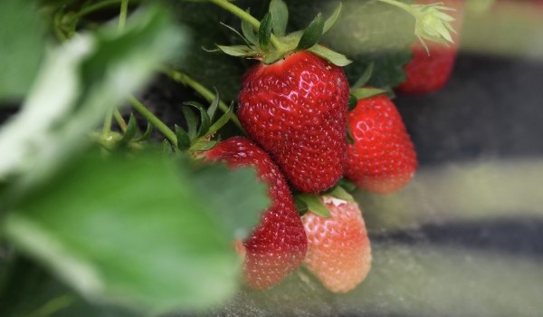 Свыше 3 тыс. тонн ягод продали региональные фермеры в Москве в этом сезоне