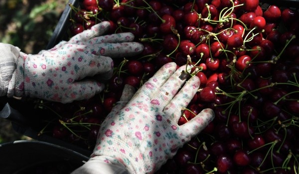 Эксперт Павлова посоветовала не покупать ягоды на развес из-за небольшого срока хранения