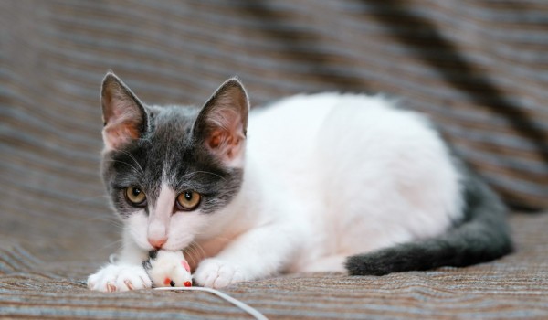 Гостям форума-фестиваля «Москва 2030» предложат забрать питомцев из приютов