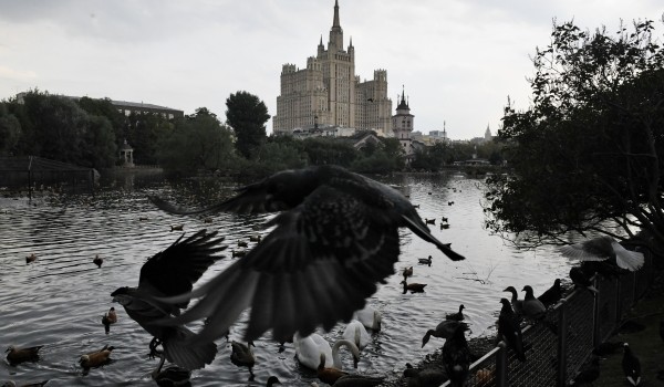 Птенец райской красавки родился в Московском зоопарке