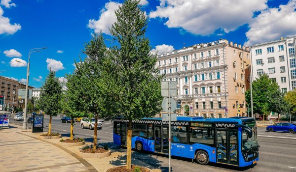 Свыше 4,5 тыс. деревьев высадили на вылетных магистралях и крупных улицах Москвы