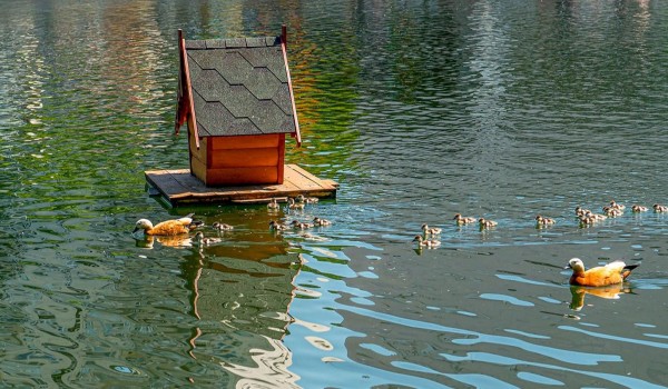 Почти 200 плавучих домиков для уток установят на городских водоемах