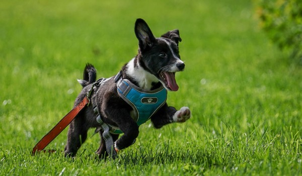 6 июня — пресс-тур, посвященный развитию pet-friendly-инфраструктуры ВДНХ