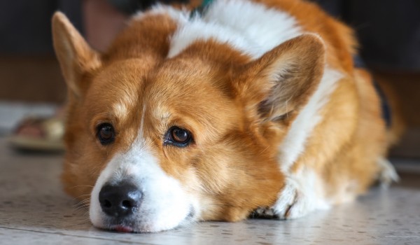 Пресс-тур, посвященный развитию pet-friendly-инфраструктуры ВДНХ