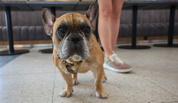 Фото с пресс-тура, посвященного развитию pet-friendly-инфраструктуры ВДНХ