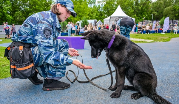 Выходные с пользой: кинологи дадут советы по дрессировке, а фотографы запечатлеет лучшие моменты вместе с питомцами