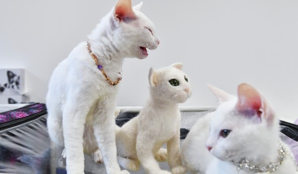 Котоняня и нетоксичный капибариста требуются в Москве
