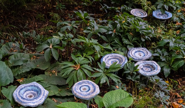 Выставка «Грибное место» открылась в Ботаническом саду МГУ «Аптекарский огород»