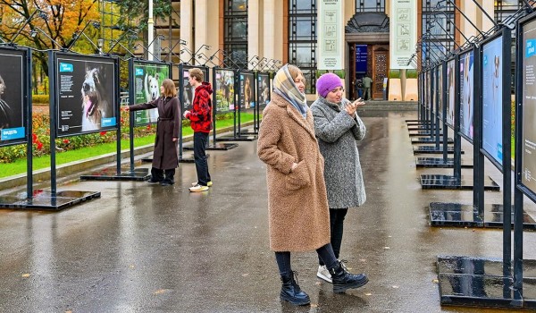 Фотовыставки животных из городских приютов открылись на ВДНХ и возле парка «Сокольники»