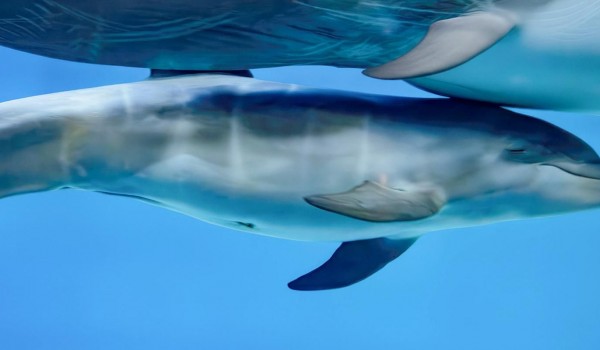 Москвичи выберут имя дельфиненку из «Москвариума» на ВДНХ