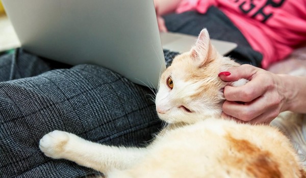 Новый сервис «Моспитомец» на портале мэра Москвы поможет выбрать любимца из приюта