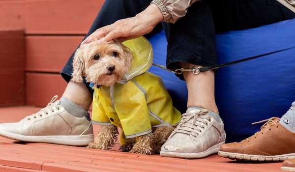 Горожанам рассказали, как уберечь домашнее животное от неприятностей