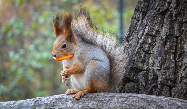 Осень в Москве