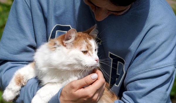 Жителям города рассказали, как подготовиться к появлению дома питомца из приюта
