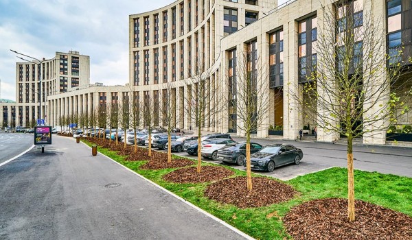 Остролистные клены, рябины и декоративные яблони появятся на проспекте Академика Сахарова