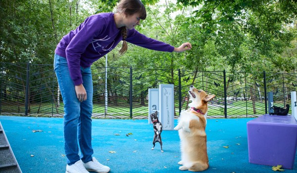 Семь собачьих площадок обустроили в Юго-Восточном округе столицы