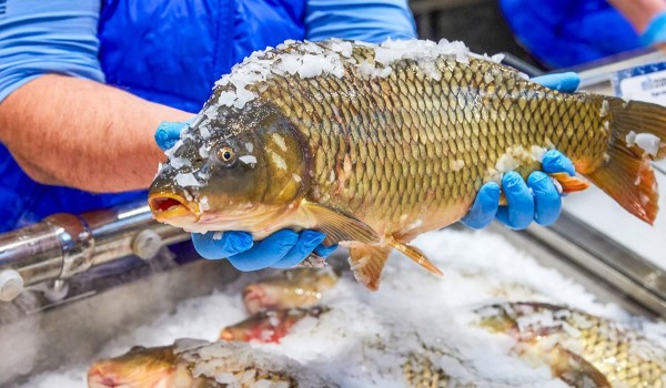 Рыбу и морепродукты с рынков «Москва — на волне» теперь можно заказать на дом