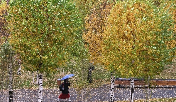 Облачная погода и до 7 градусов тепла ожидаются в Москве 1 ноября