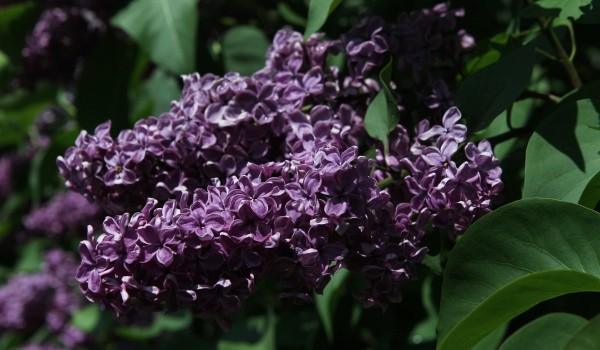 Эксперт Глазков: Сирень может зацвести в Москве на фоне аномального тепла