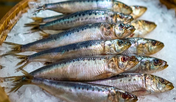 Cезон дальневосточной сардины иваси начался на рыбных рынках Москвы