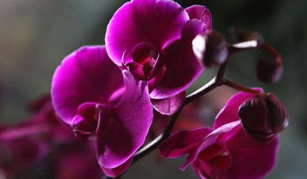 Самая черная в мире орхидея расцвела в «Аптекарском огороде»