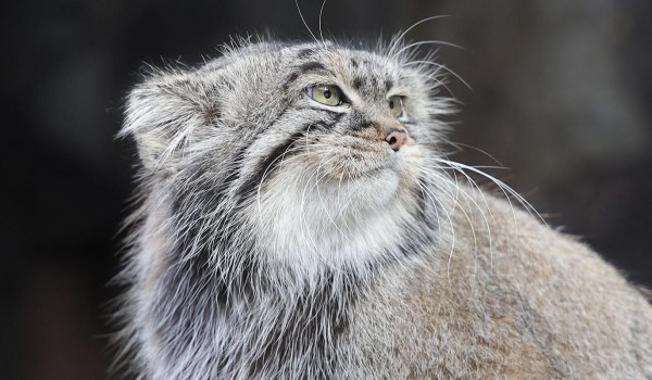 Зрители трансляций из Московского зоопарка могут проверить знания о манулах