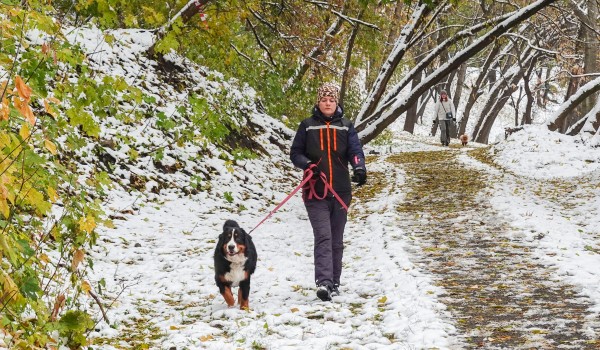 Уход за четвероногим другом. Что должны учитывать владельцы собак осенью и зимой?
