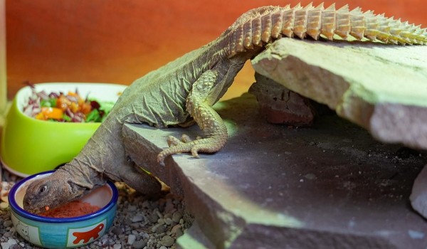 Чета египетских шипохвостов появилась в Московском зоопарке