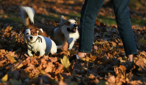 Особые уголки для домашних животных появятся в пяти столичных музеях