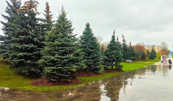 Липы и хвойные деревья украсят Щелковское шоссе и другие улицы ВАО