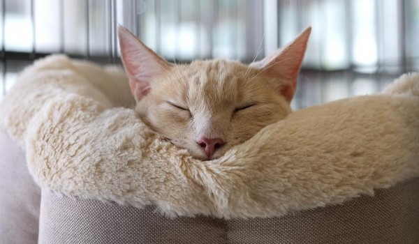 Выставка-пристройство животных из приютов «Ищу друга» пройдет в Зеленограде