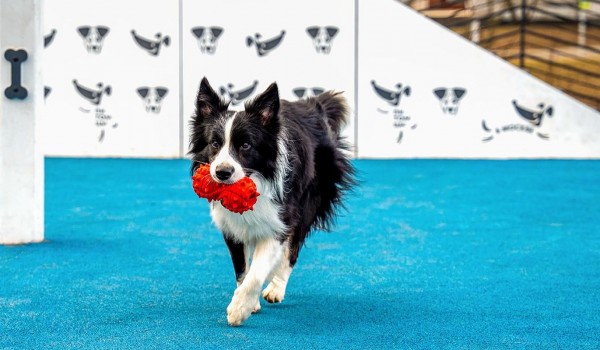 Новые функции появились для владельцев домашних животных в сервисе «Моспитомец»