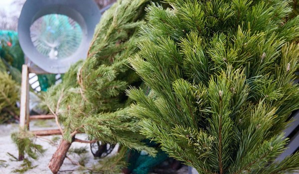 Город выставил на торги права на размещение девяти елочных базаров в нескольких округах столицы