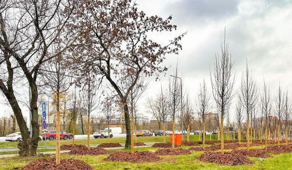 Волгоградский проспект и Марксистскую улицу украсят липы, ивы и вязы